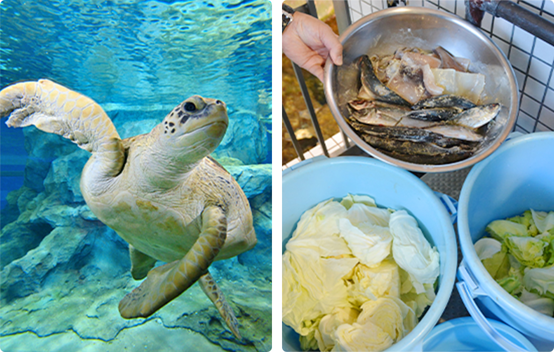 イベント紹介 名古屋港水族館ホームページ 公式