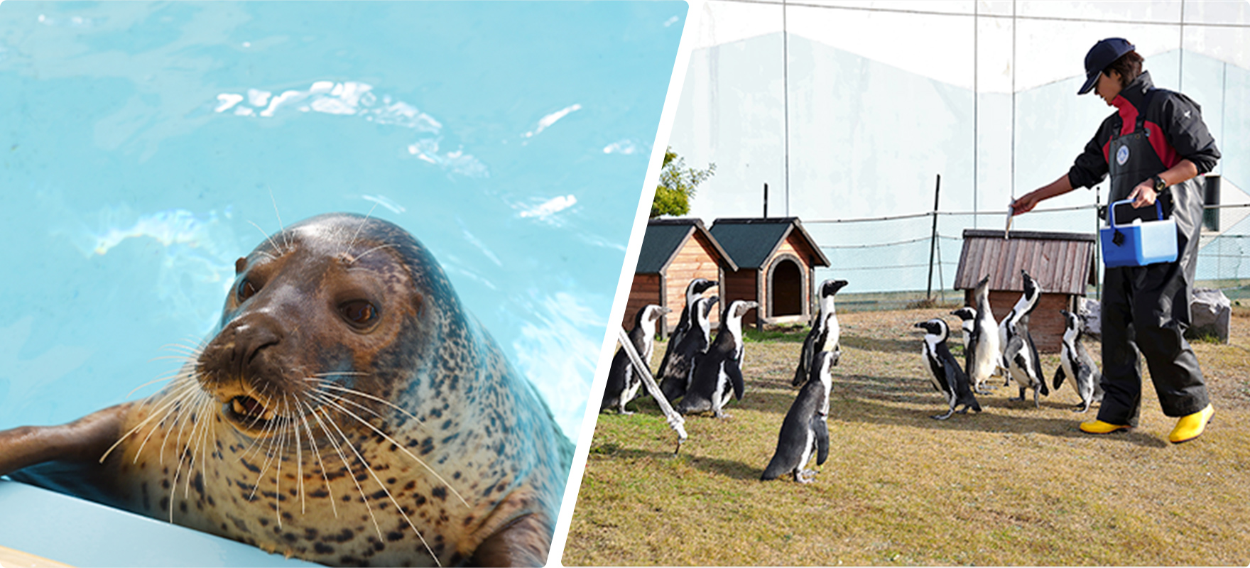 イベント紹介 名古屋港水族館ホームページ 公式