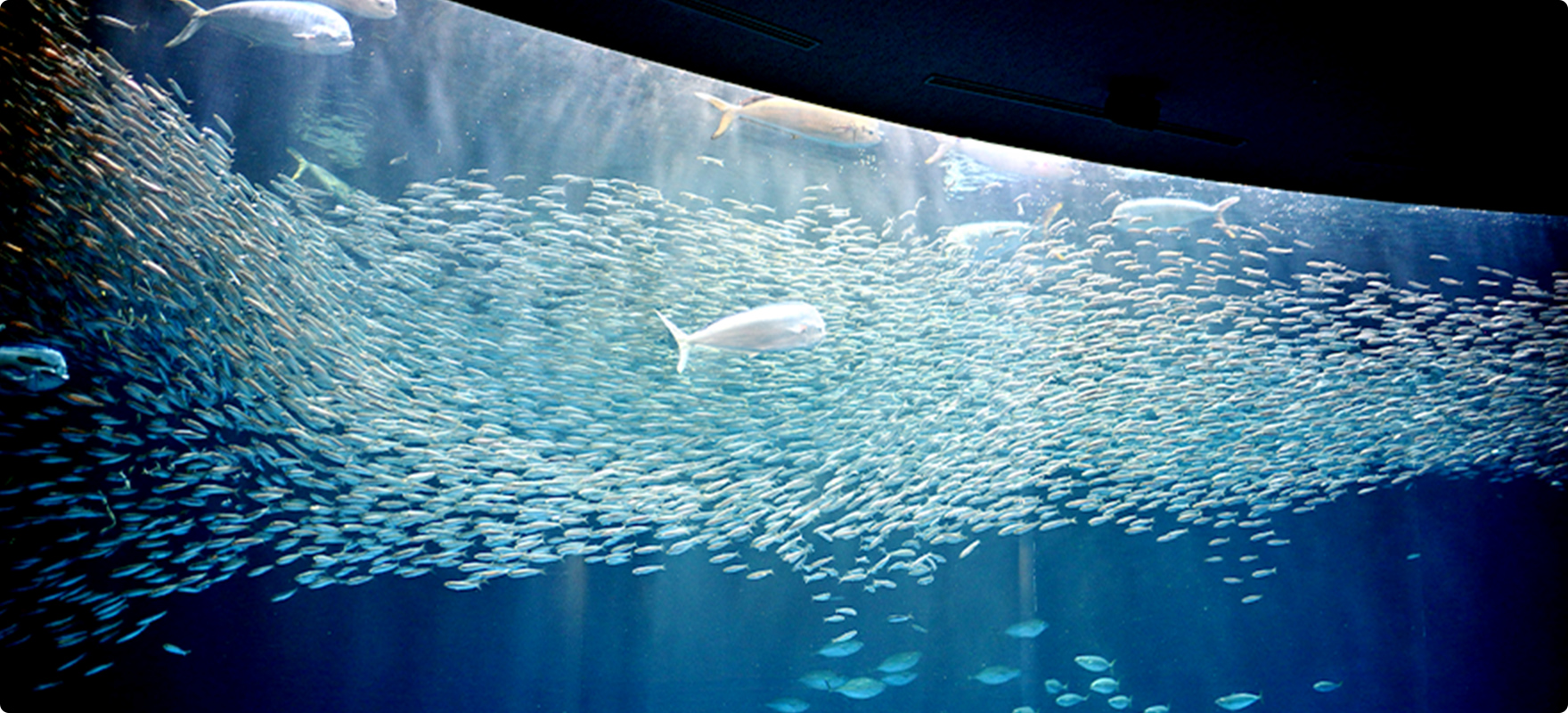 イベント紹介 名古屋港水族館ホームページ 公式