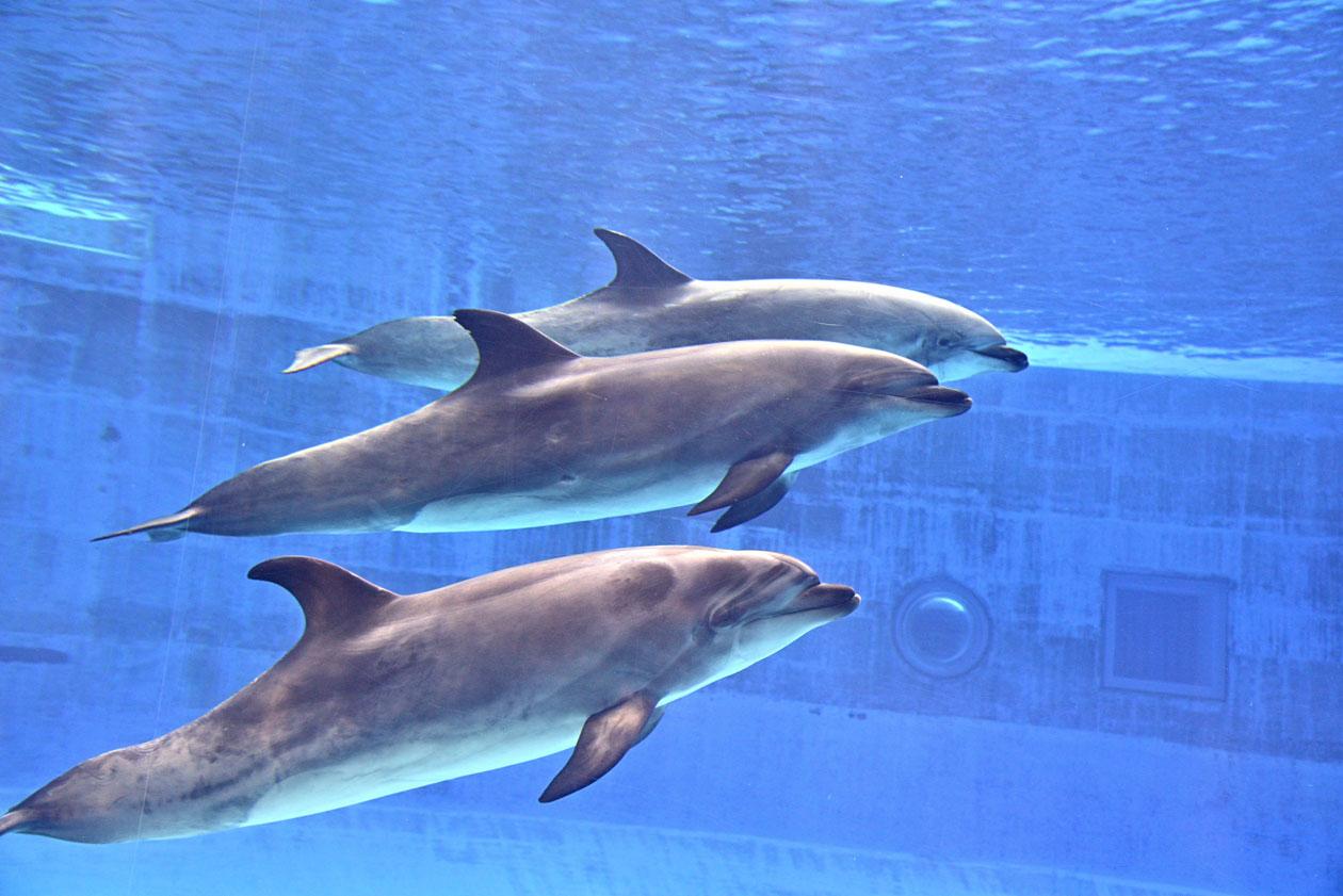 海企画 イルカプール【バンドウイルカ】｜名古屋港水族館ホームページ<公式>