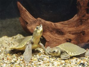 ブタバナガメの繁殖生理 名古屋港水族館ホームページ 公式