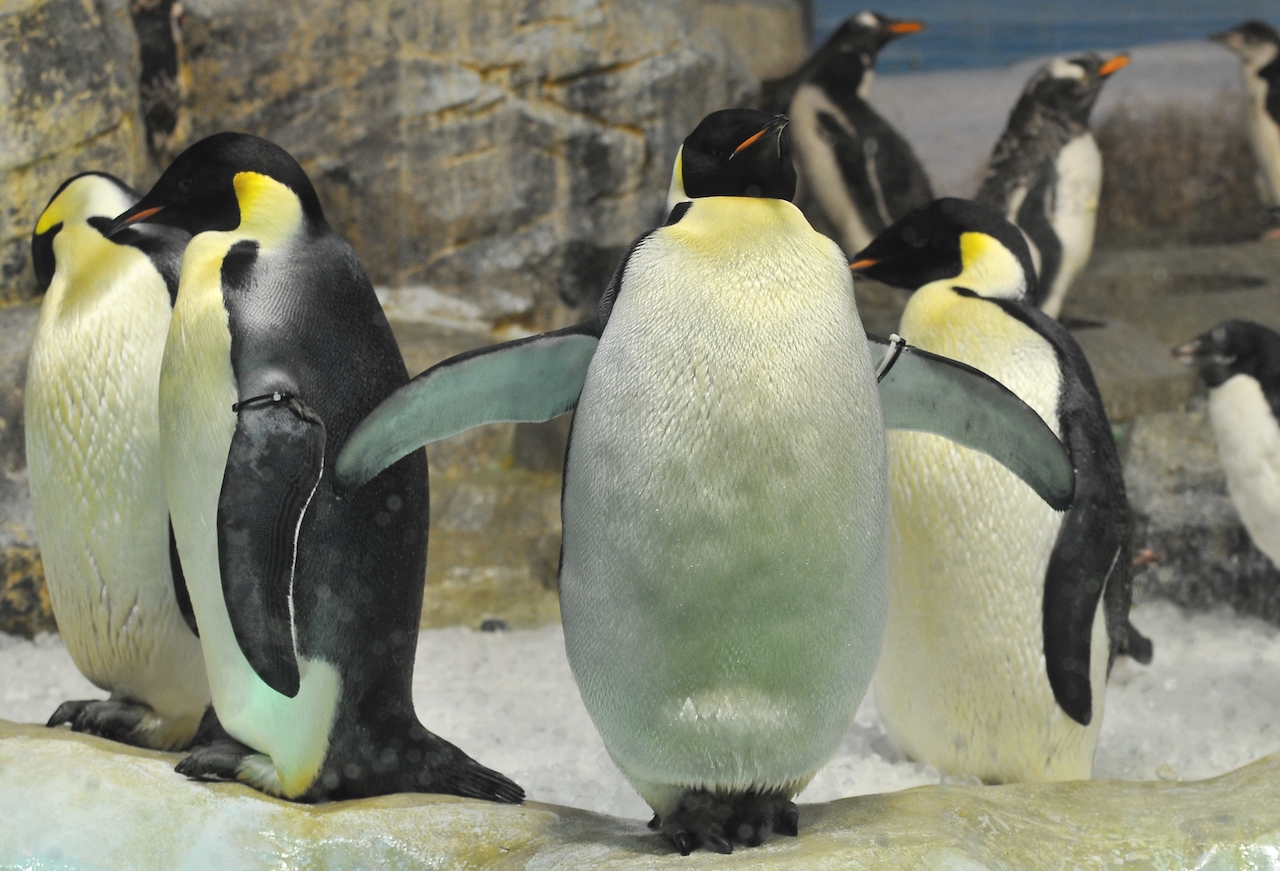 南極の海 エンペラーペンギン 名古屋港水族館ホームページ 公式