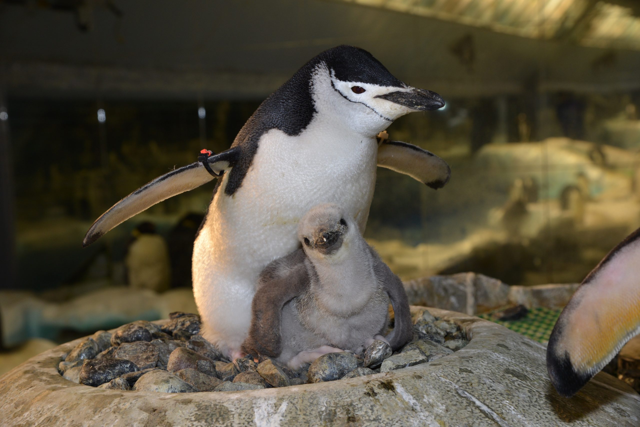 南極の海 ヒゲペンギン 名古屋港水族館ホームページ 公式