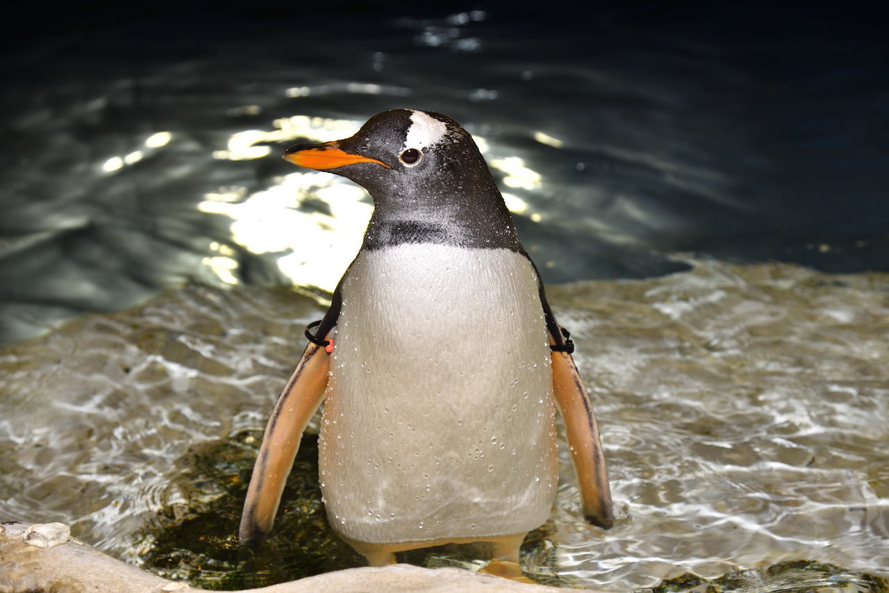 南極の海 ジェンツーペンギン 名古屋港水族館ホームページ 公式