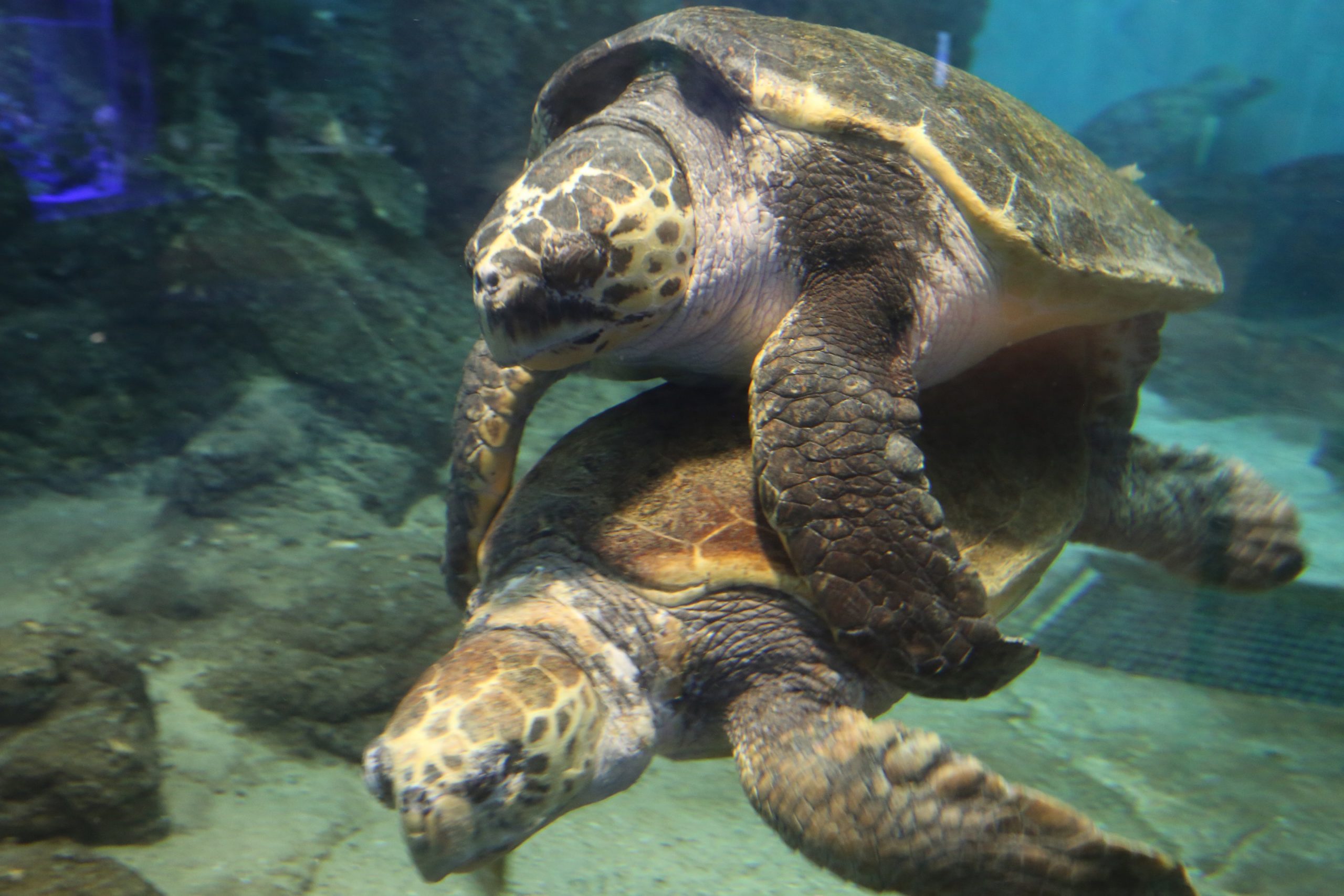 ウミガメの繁殖研究 名古屋港水族館ホームページ 公式