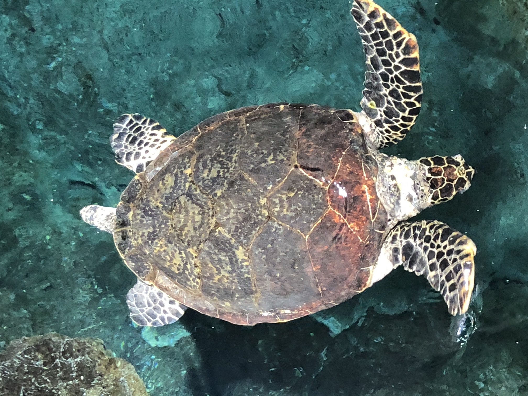 ウミガメの恋の季節｜名古屋港水族館ホームページ<公式>