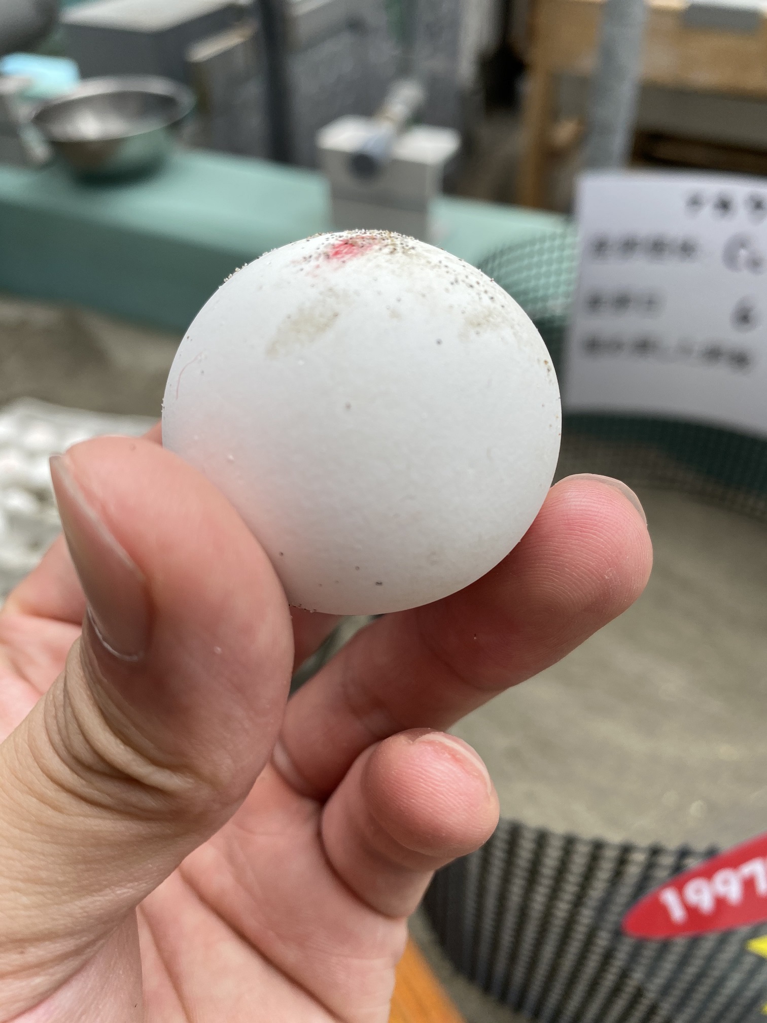 ウミガメの卵を検卵しました 名古屋港水族館ホームページ 公式