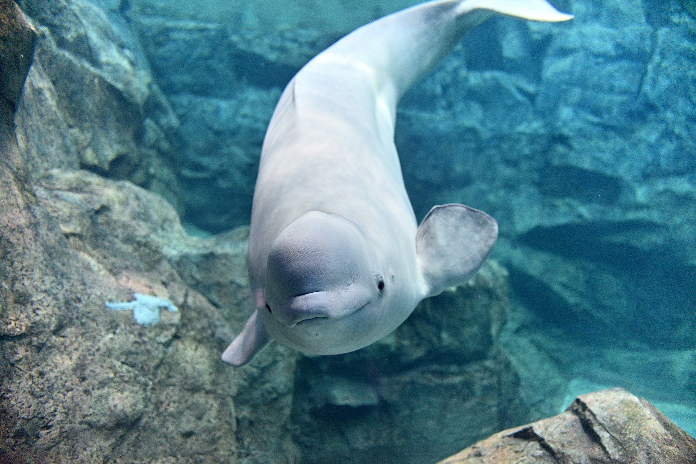 共同企画 光インターネットによる名古屋港水族館のライブ映像配信 名古屋港水族館ホームページ 公式