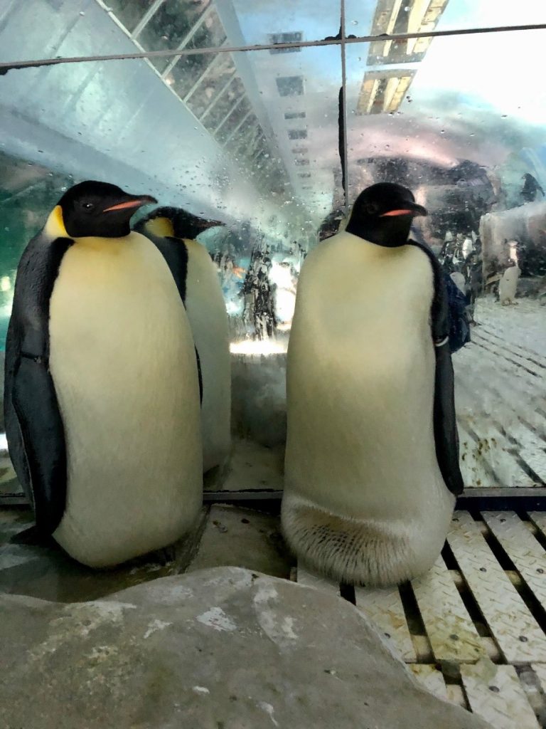 エンペラーペンギンの卵 名古屋港水族館ホームページ 公式