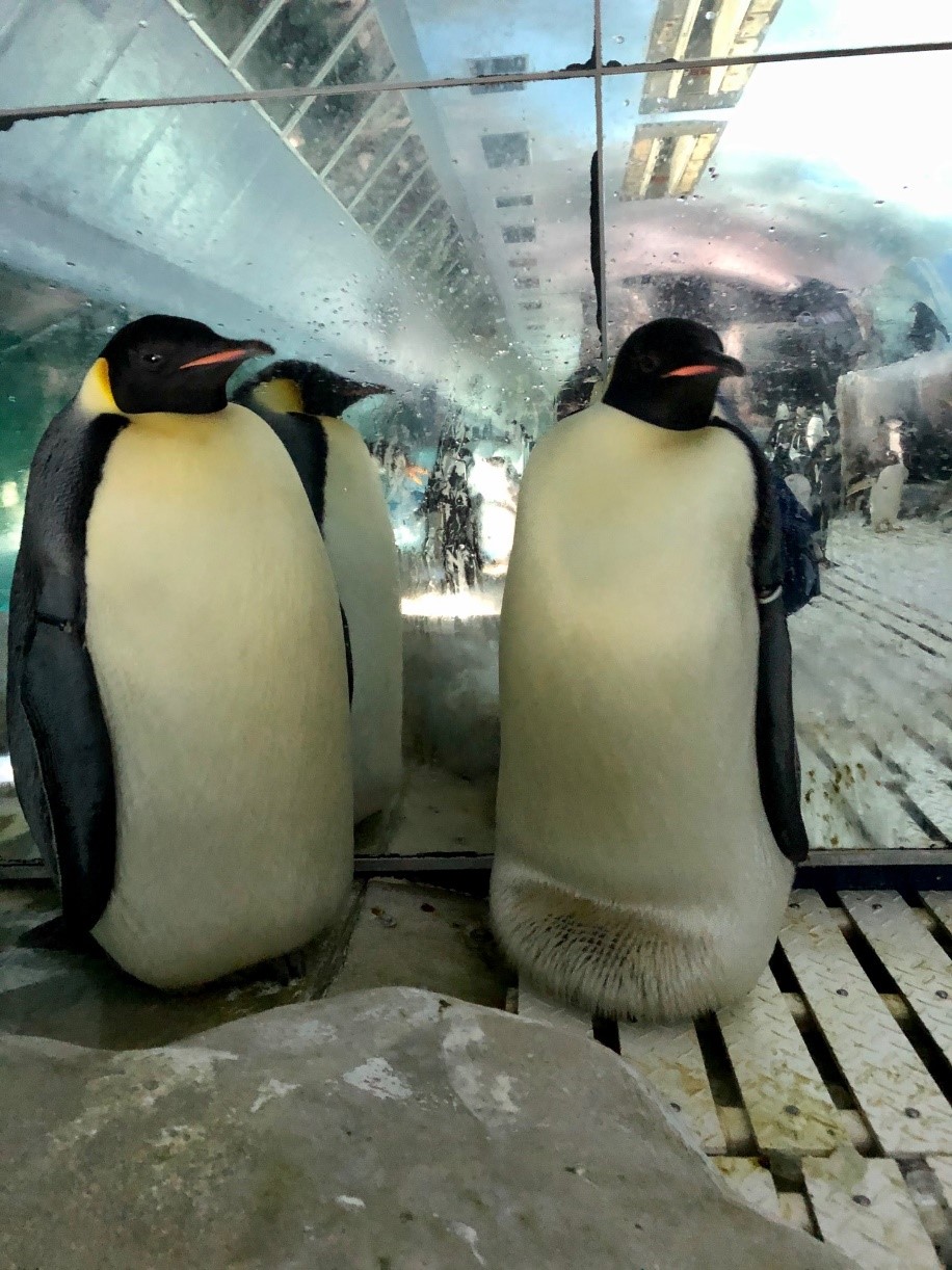 エンペラーペンギンの卵 名古屋港水族館ホームページ 公式