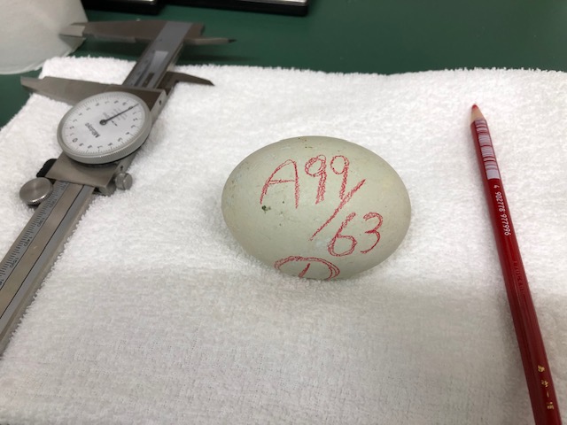 今シーズン初の卵、産まれました！