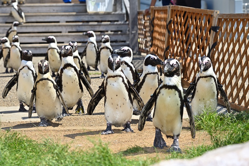 ペンギンよちよちウォーク が始まります イベントスケジュール更新 名古屋港水族館ホームページ 公式