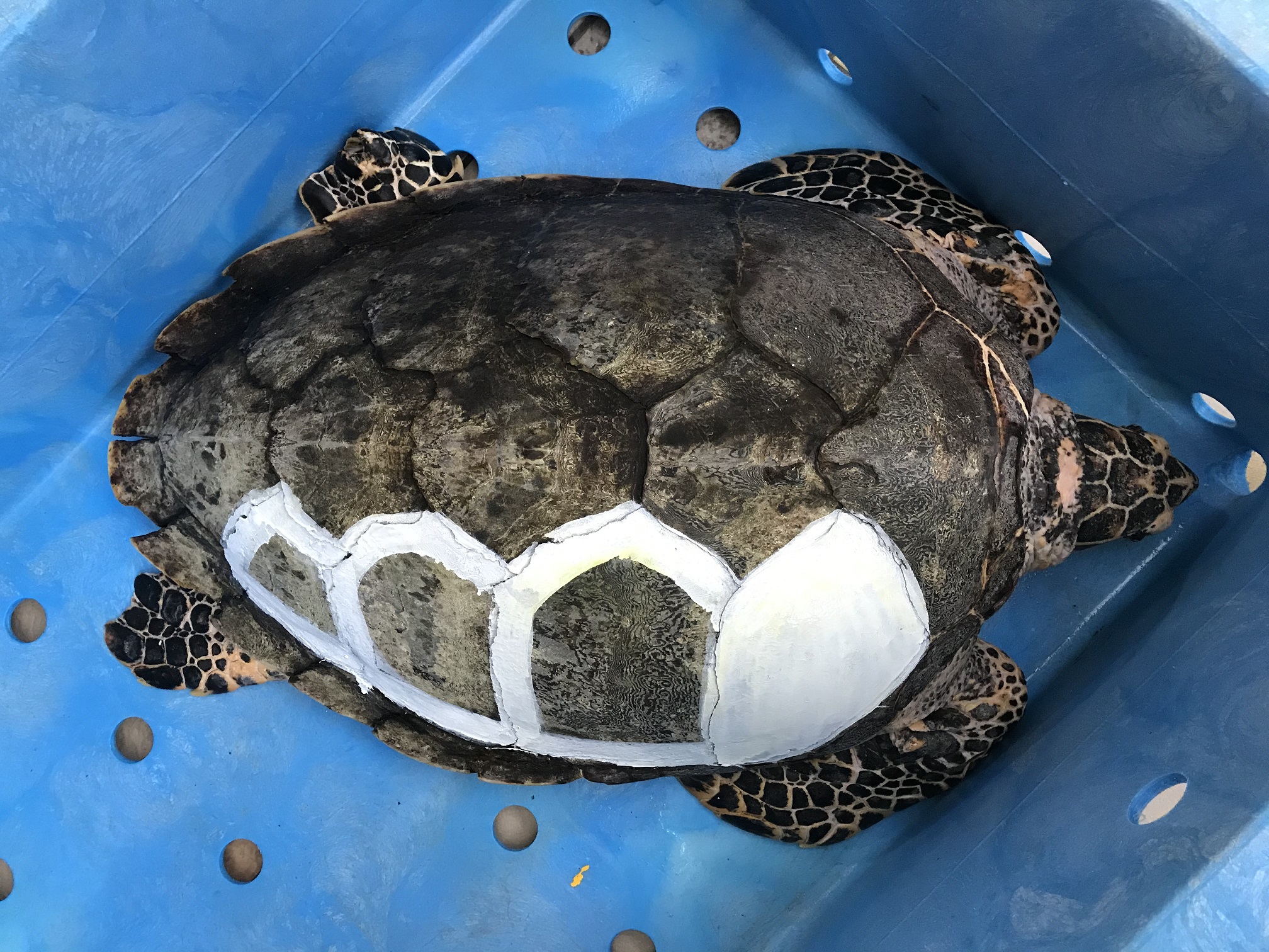 ウミガメの甲らにマーク 名古屋港水族館ホームページ 公式