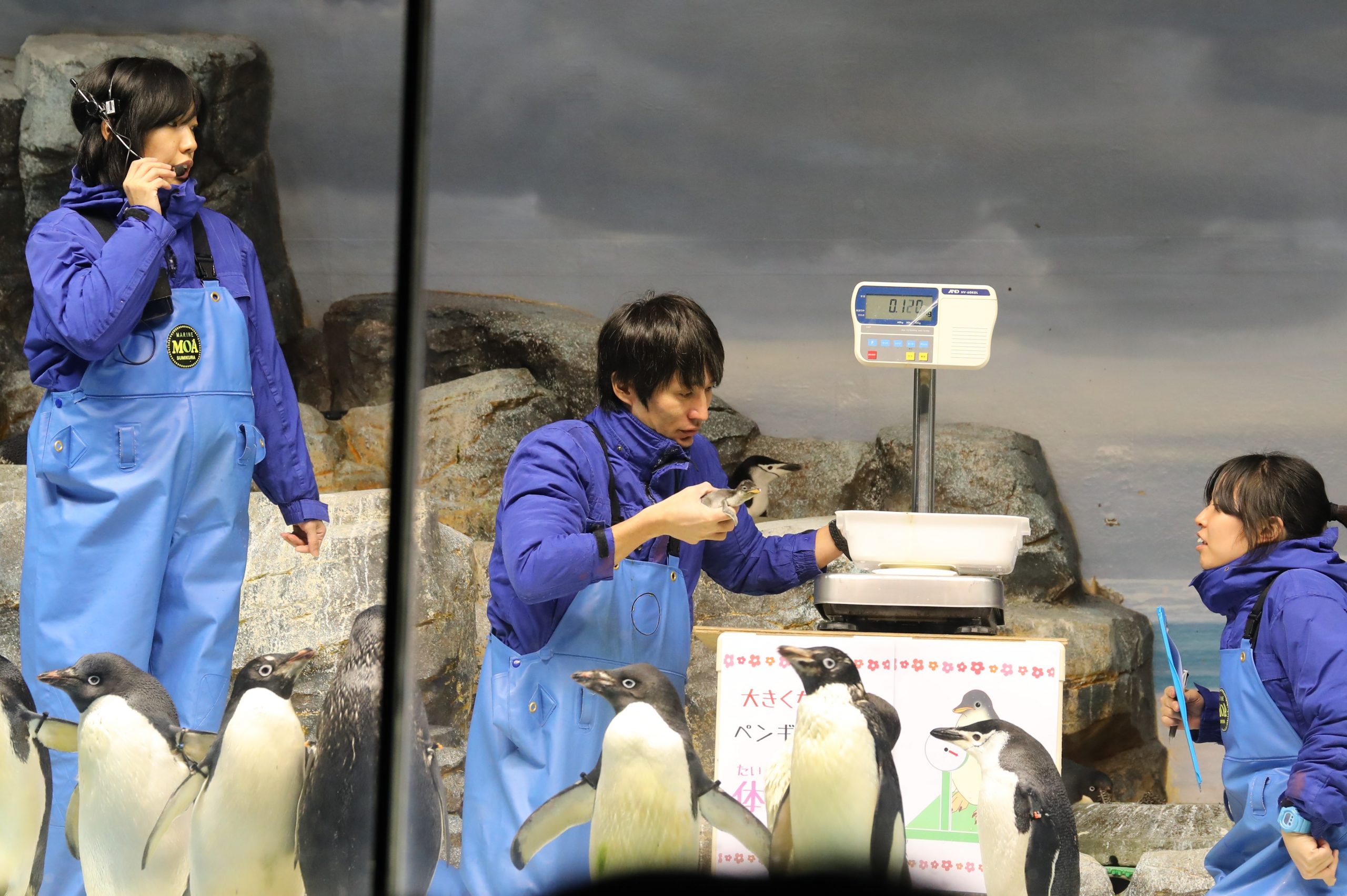 平日限定開催 可愛いヒナたちの成長ぶりを観察しよう 大きくなあれ ペンギンのヒナの体重測定 を開催します 名古屋港水族館ホームページ 公式