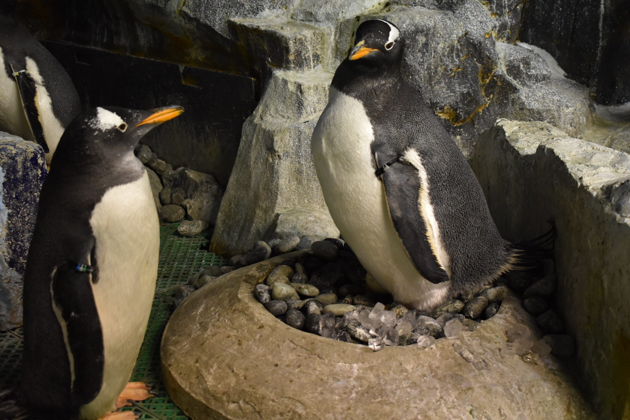 ペンギン水槽の♂♂ペアが卵を抱いています｜名古屋港水族館