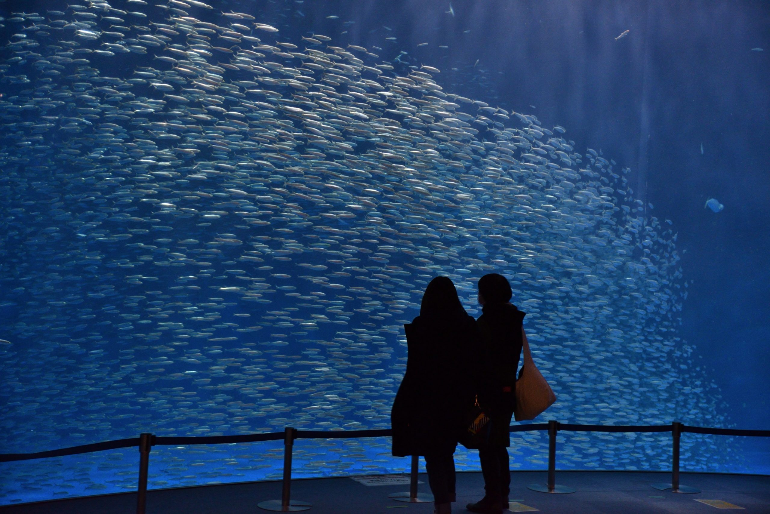 黒潮大水槽へマイワシ15 000尾追加 名古屋港水族館ホームページ 公式 黒潮大水槽へマイワシ15 000尾追加 名古屋港水族館ホームページ 公式