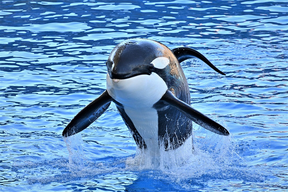 どっちだ 名古屋港水族館ホームページ 公式