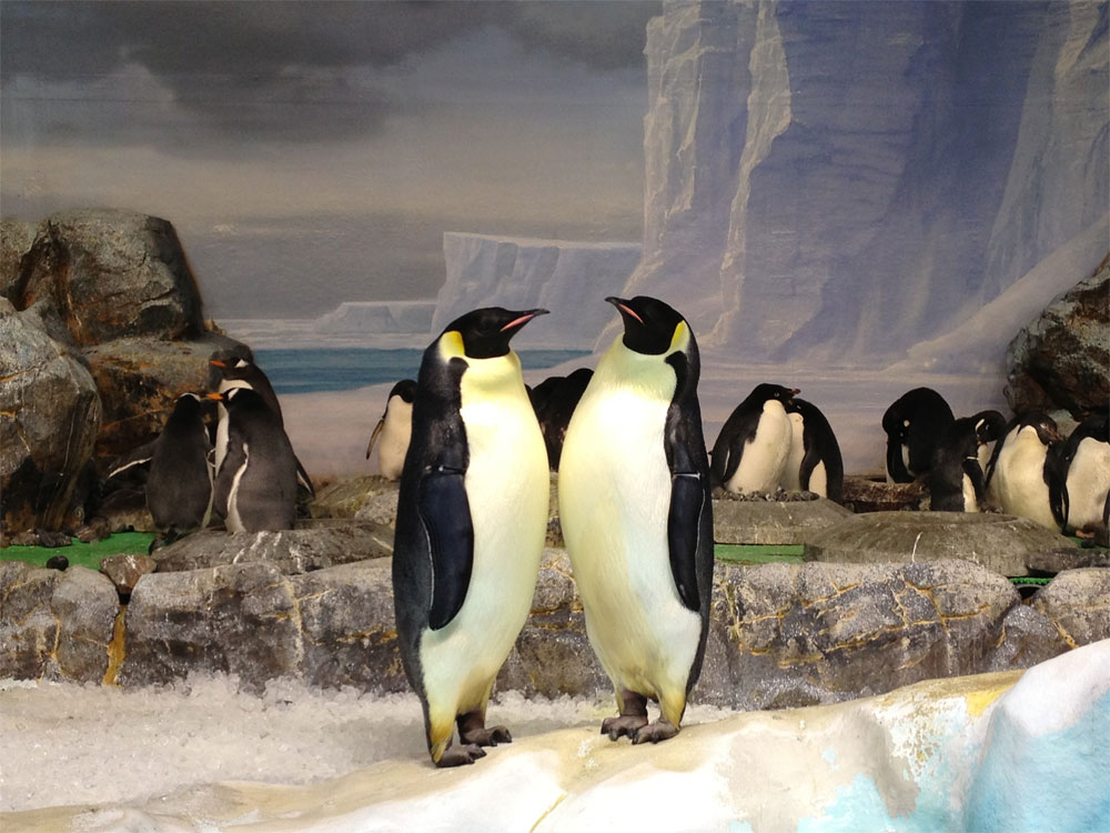 世界ペンギンデーに２羽で寄り添うエンペラーペンギンを見てみませんか