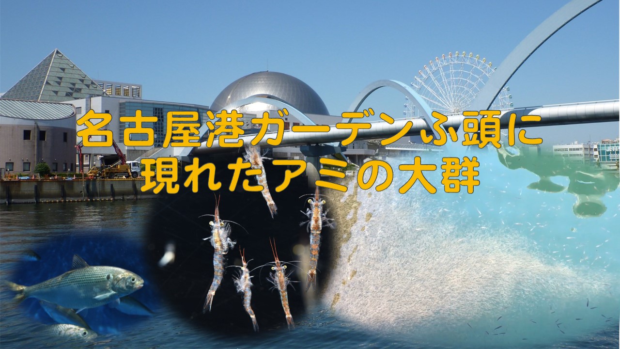 名古屋港で見たイサザアミの仲間の大群 名古屋港水族館ホームページ 公式