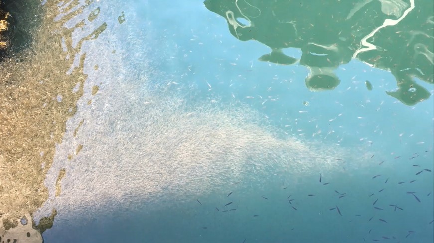 名古屋港で見たイサザアミの仲間の大群 名古屋港水族館ホームページ 公式