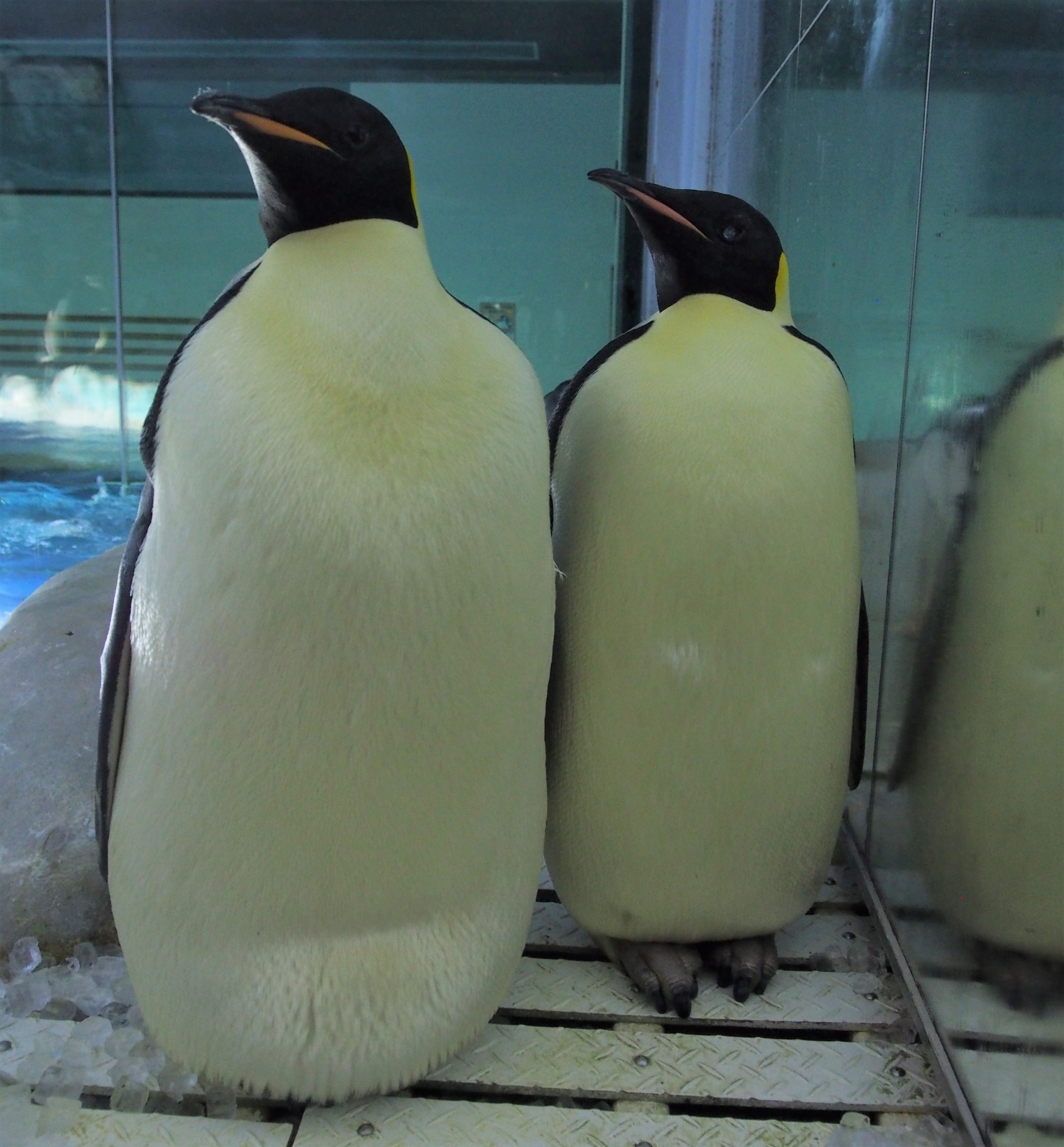 父の日特集 地球上最も過酷な子育て 名古屋港水族館ホームページ 公式