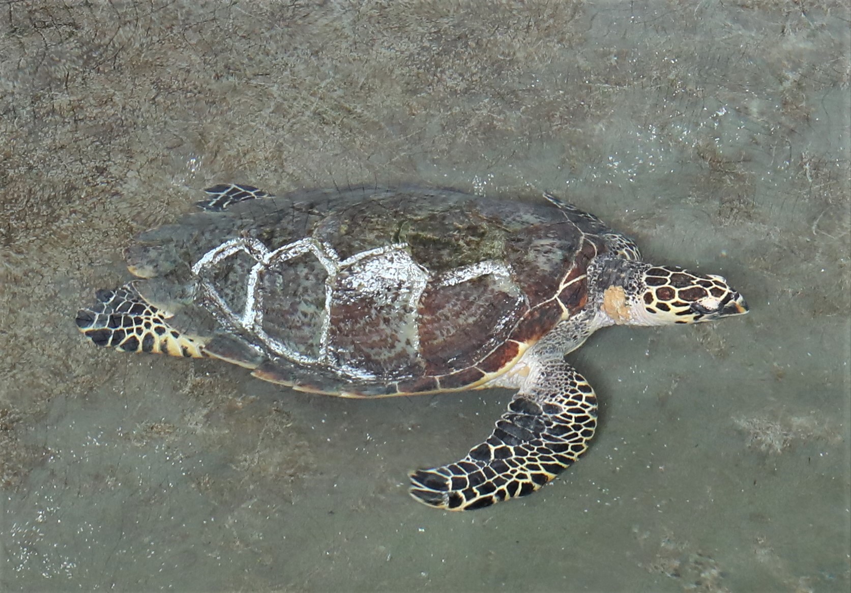 名古屋港水族館生まれのタイマイが初めて産卵しました 名古屋港水族館ホームページ 公式