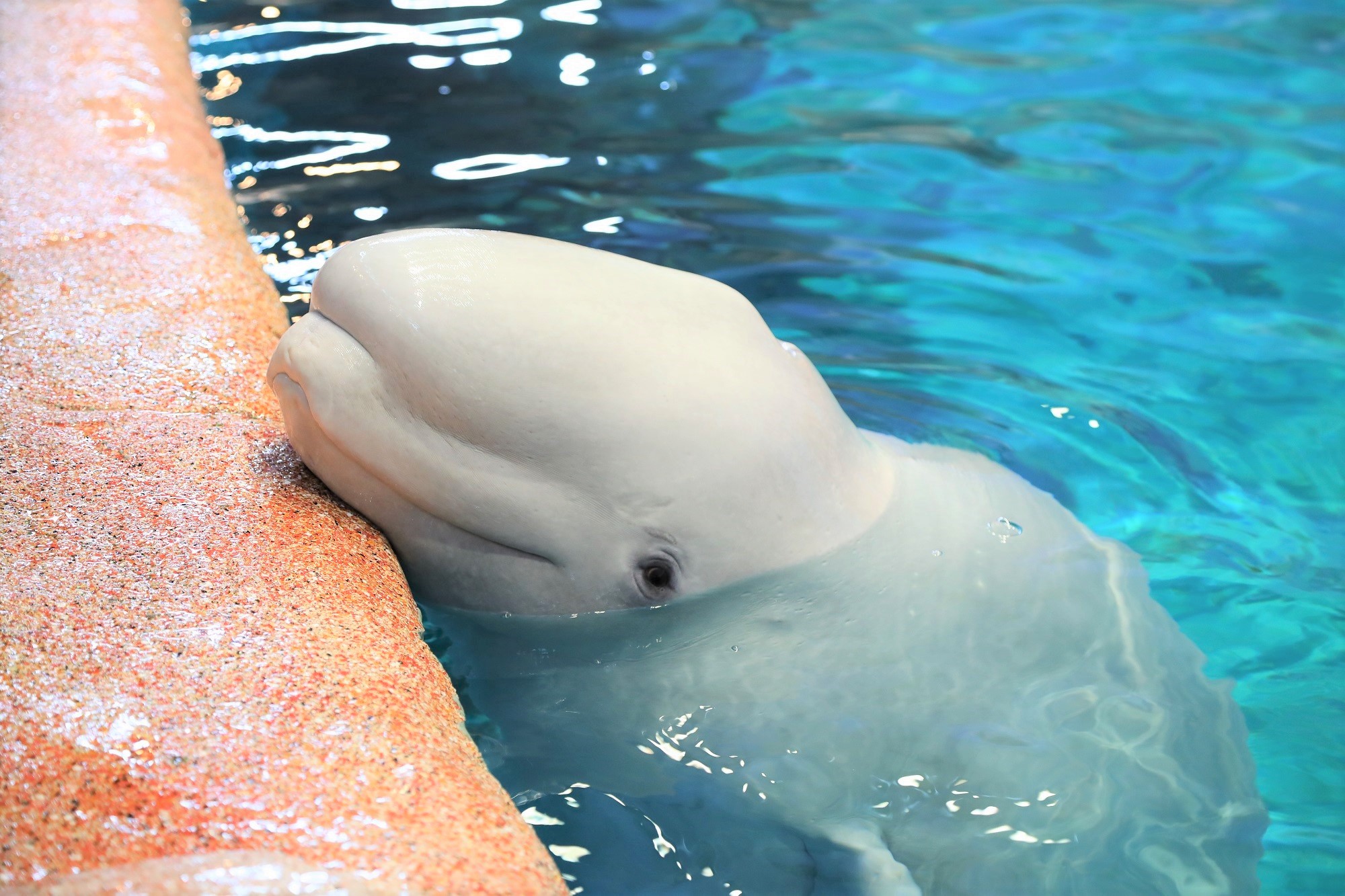 お誕生日 名古屋港水族館ホームページ 公式