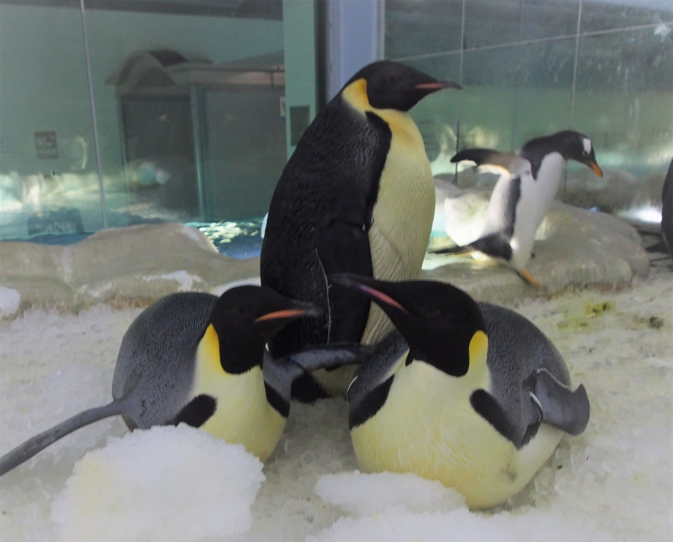 エンペラーペンギンの卵について 名古屋港水族館ホームページ 公式