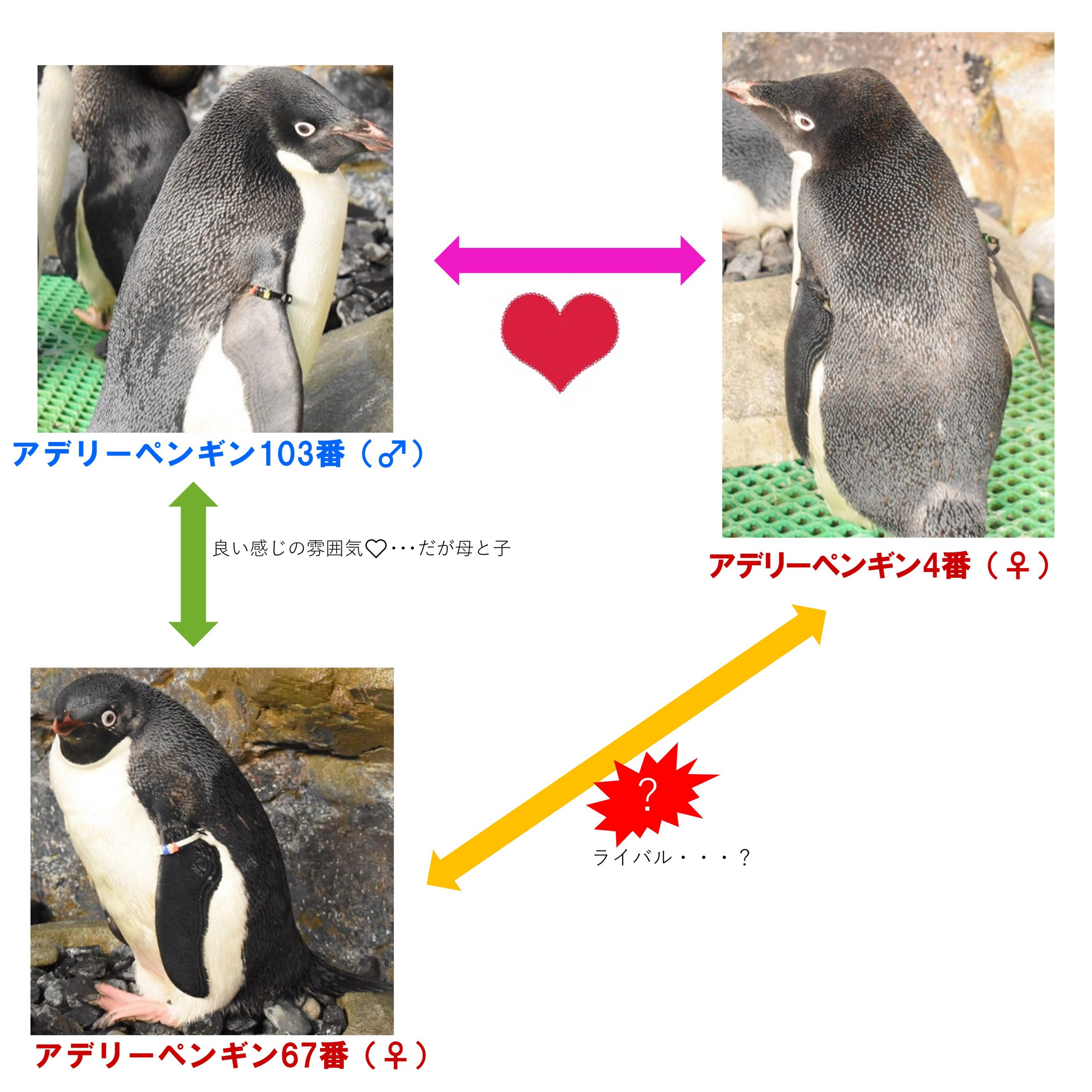 続 複雑なペンギン関係 名古屋港水族館ホームページ 公式