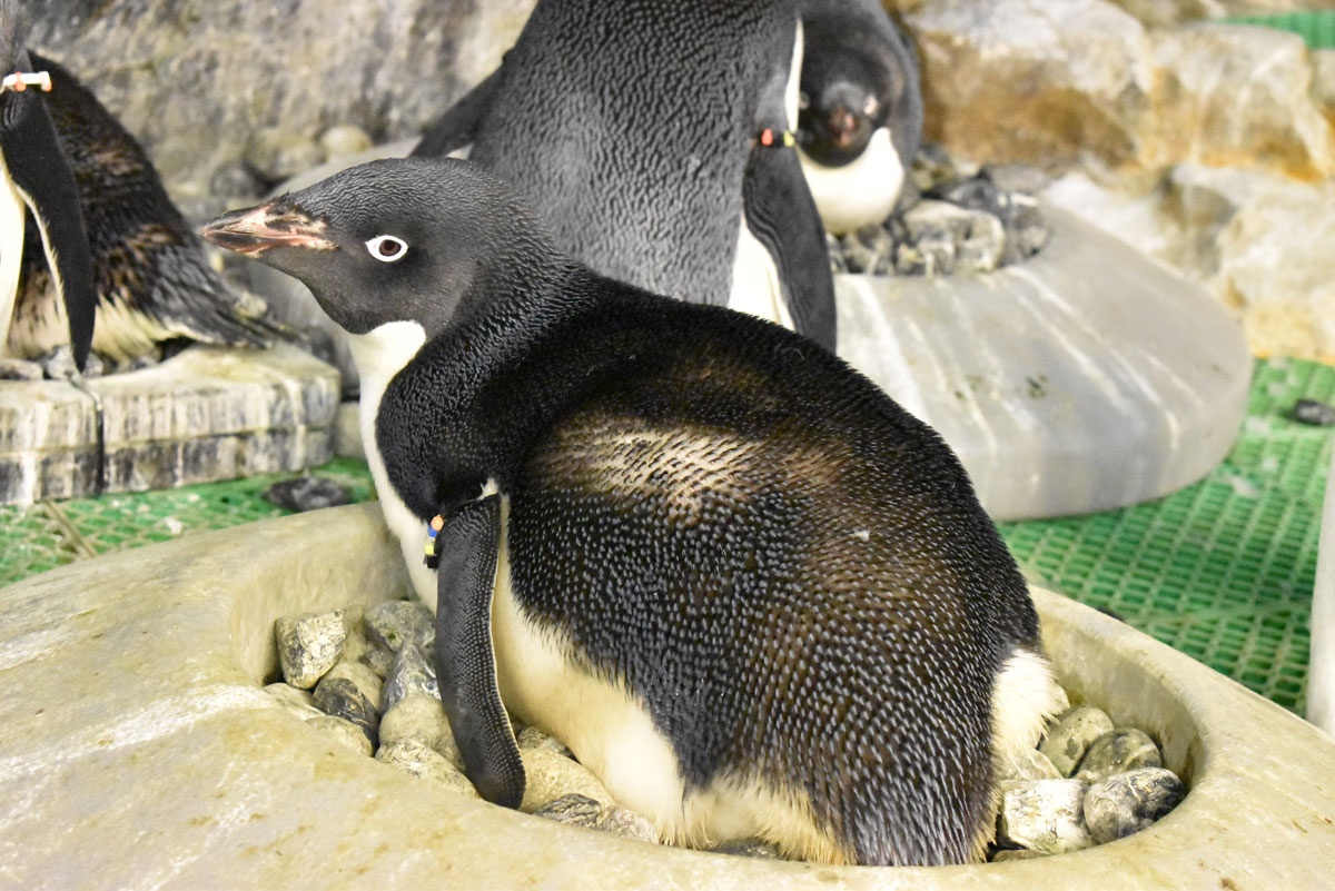 複雑なペンギン関係