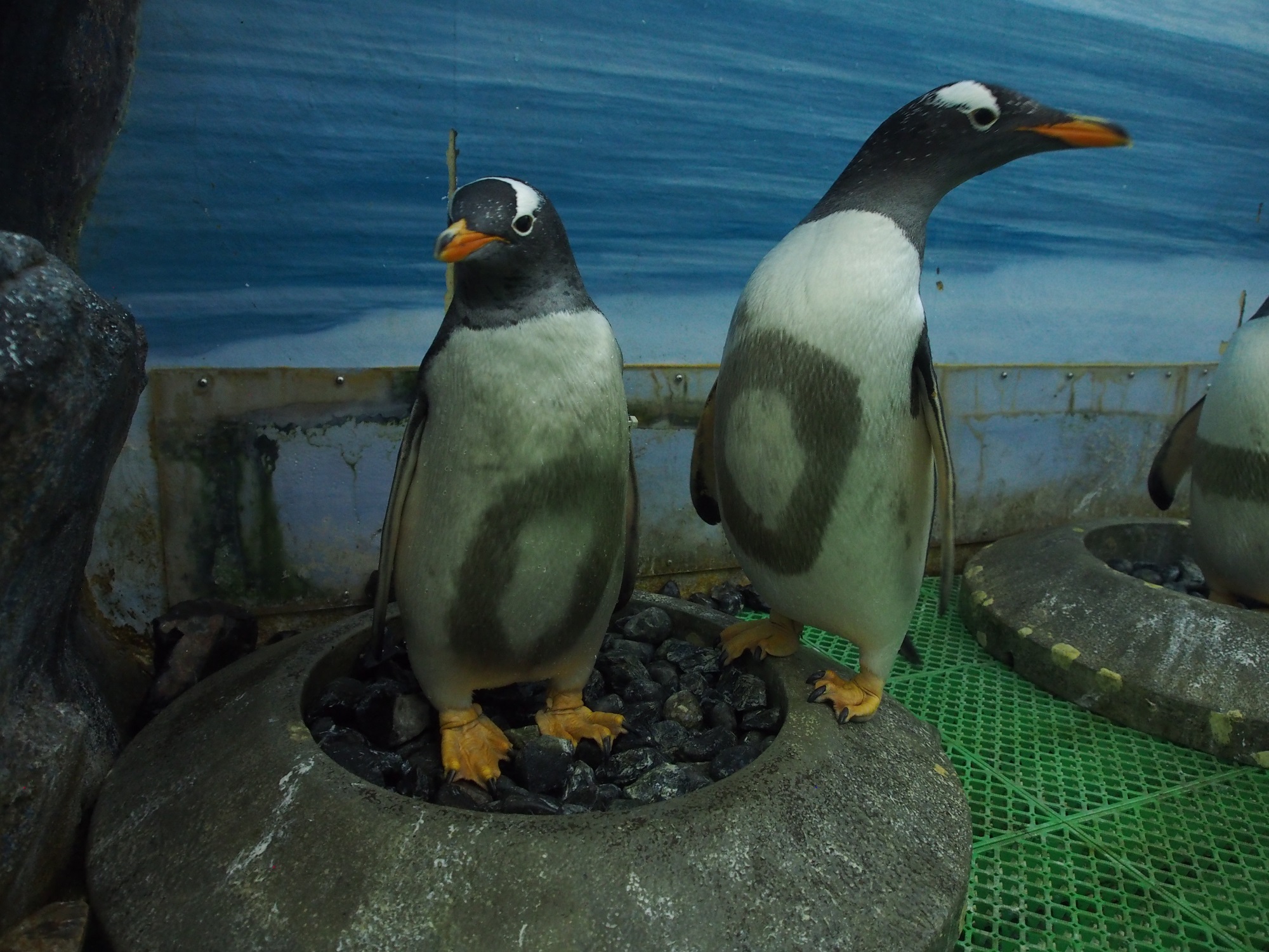 ペンギンタイムズからのお知らせ　～ペンギンの浮気・不倫調査始めました～