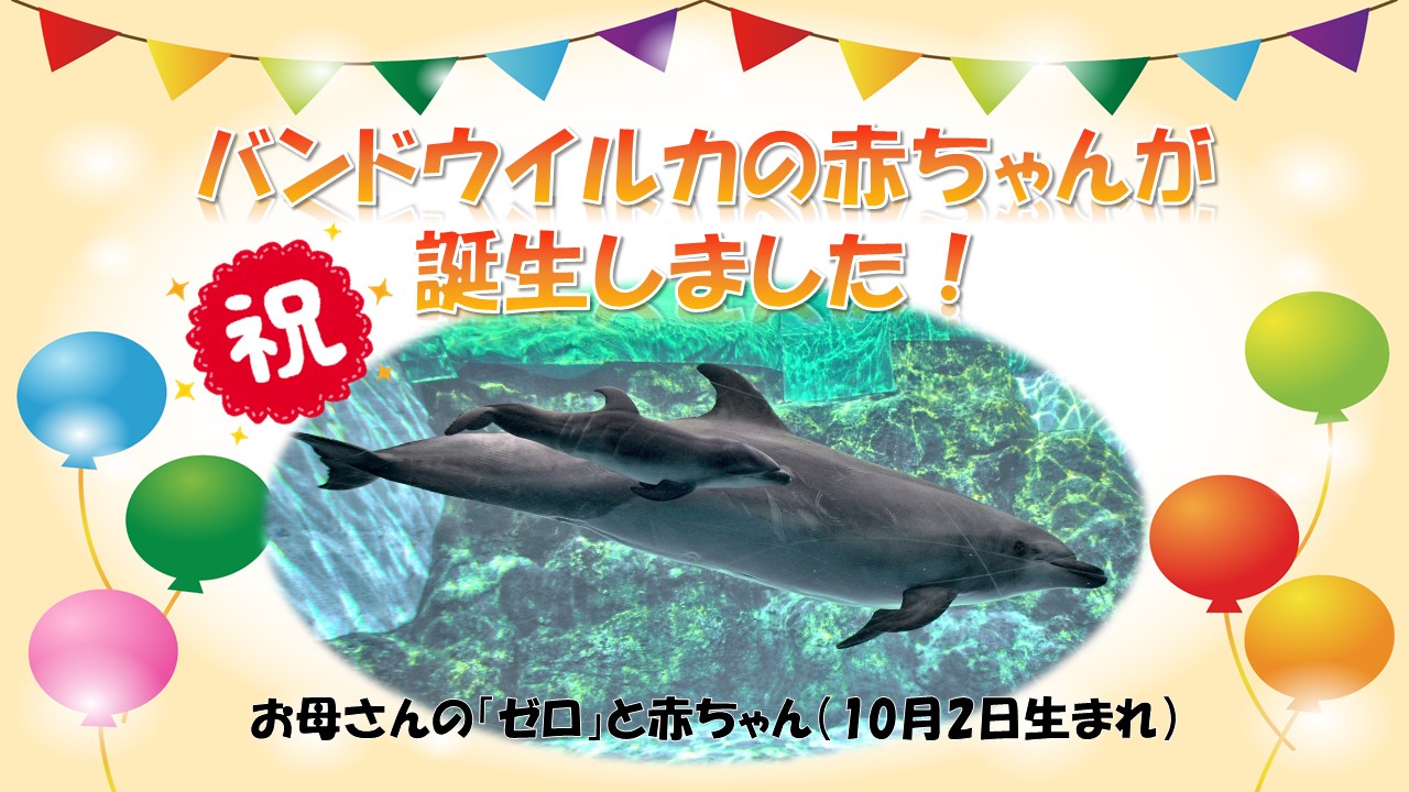 ゼロが出産しました 彡 飼育係たちの緊迫24時 名古屋港水族館ホームページ 公式