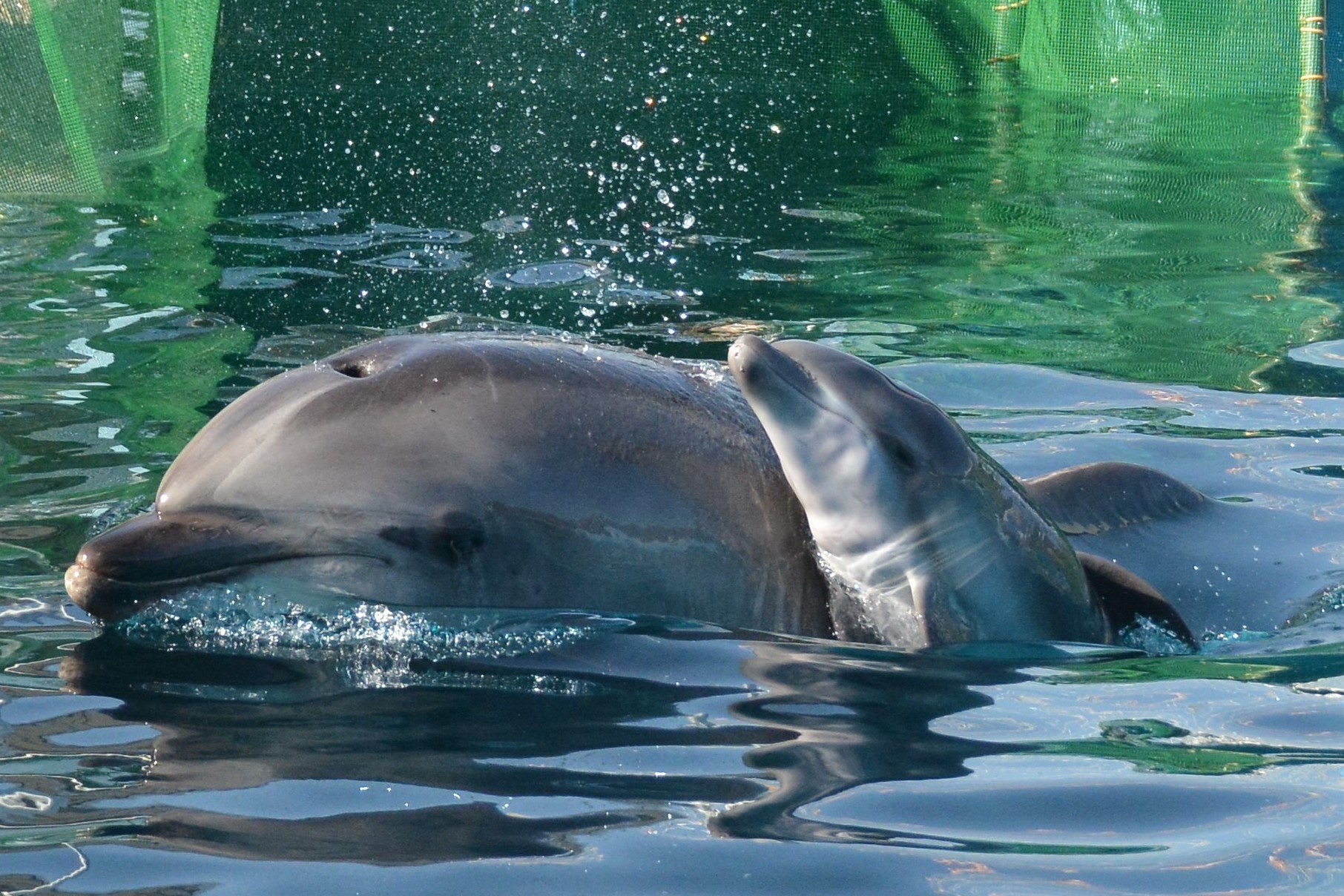名古屋港水族館で２例目となる 人工授精によるバンドウイルカの赤ちゃんが誕生しました 名古屋港水族館ホームページ 公式