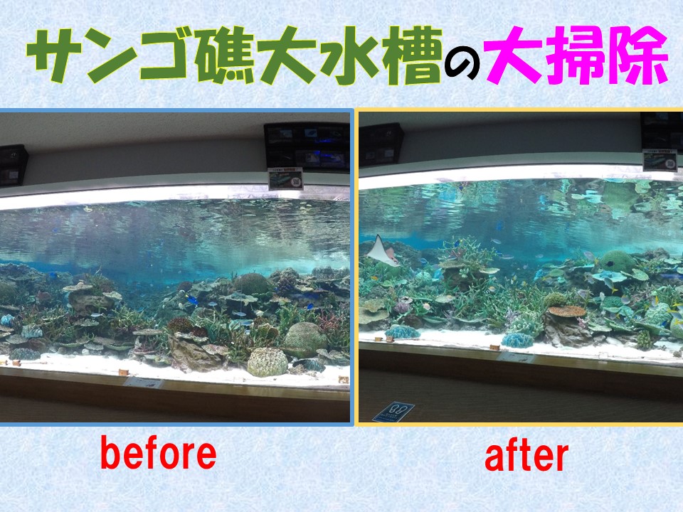 サンゴ礁大水槽の大掃除