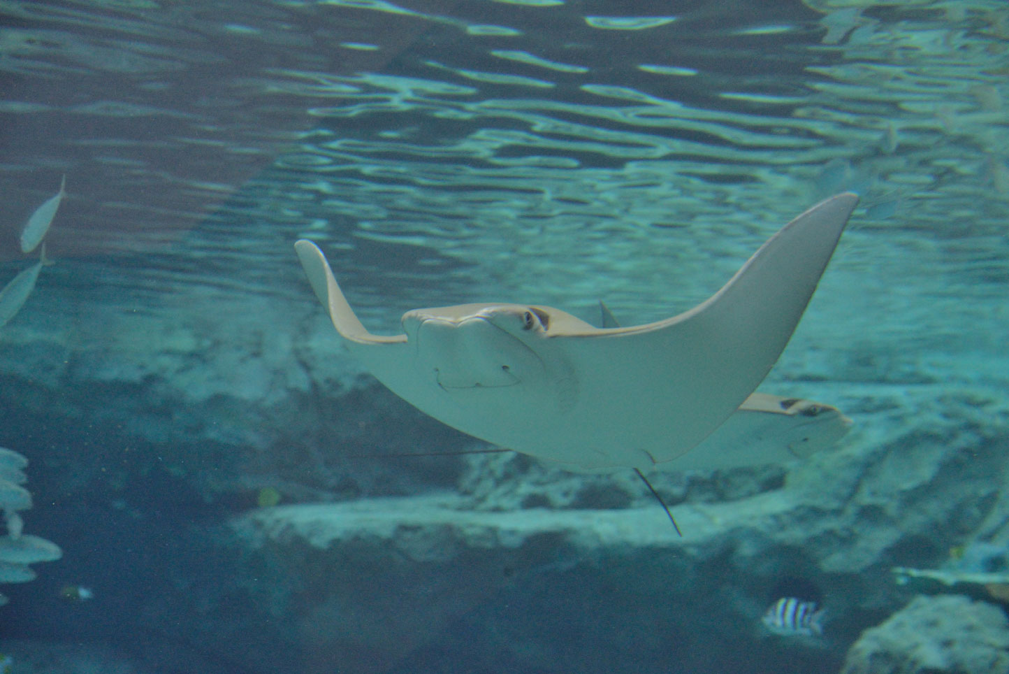 赤道の海 ウシバナトビエイ 名古屋港水族館ホームページ 公式
