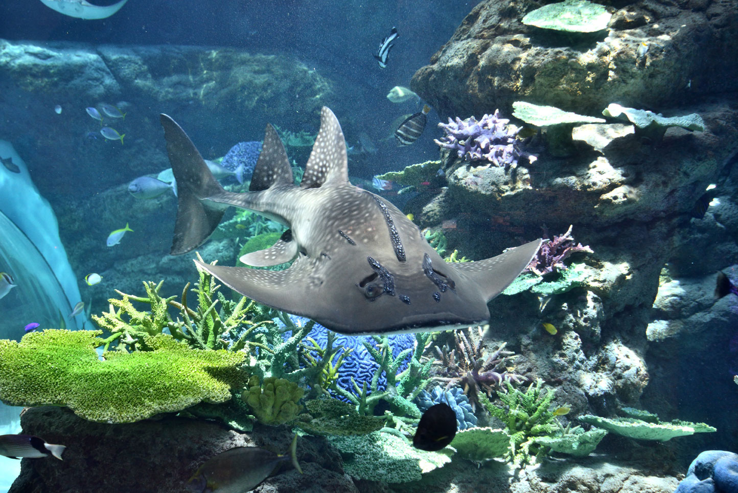 赤道の海 シノノメサカタザメ 名古屋港水族館ホームページ 公式