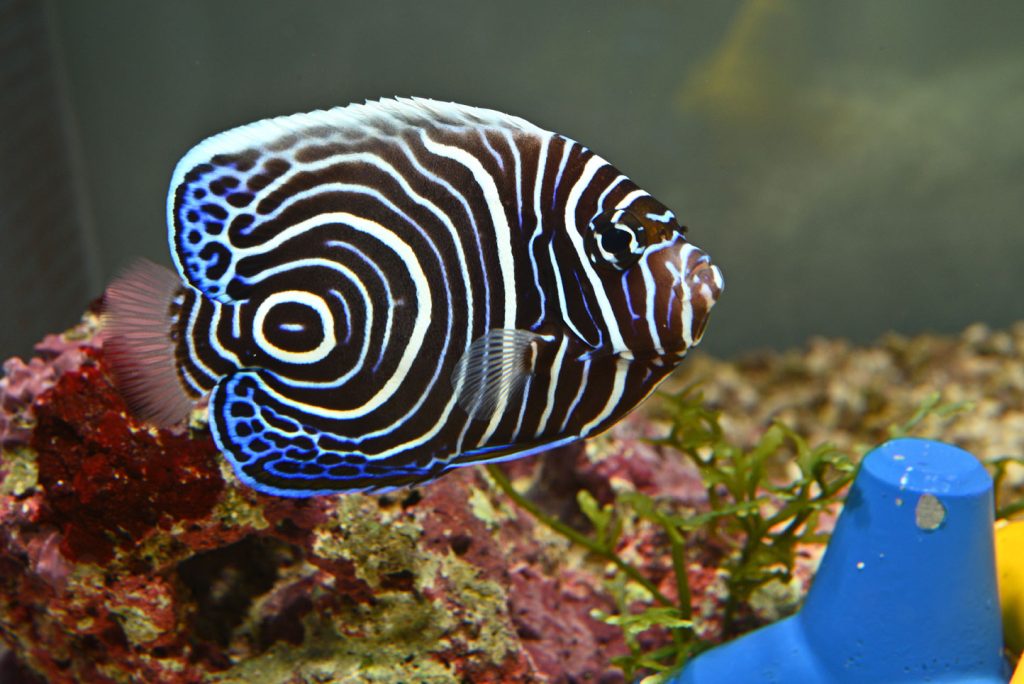 赤道の海 タテジマキンチャクダイ 名古屋港水族館ホームページ 公式