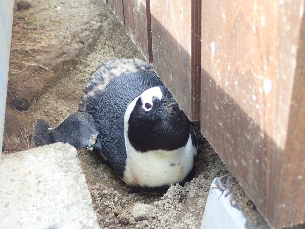 やっぱりせまいとこが好き 名古屋港水族館ホームページ 公式