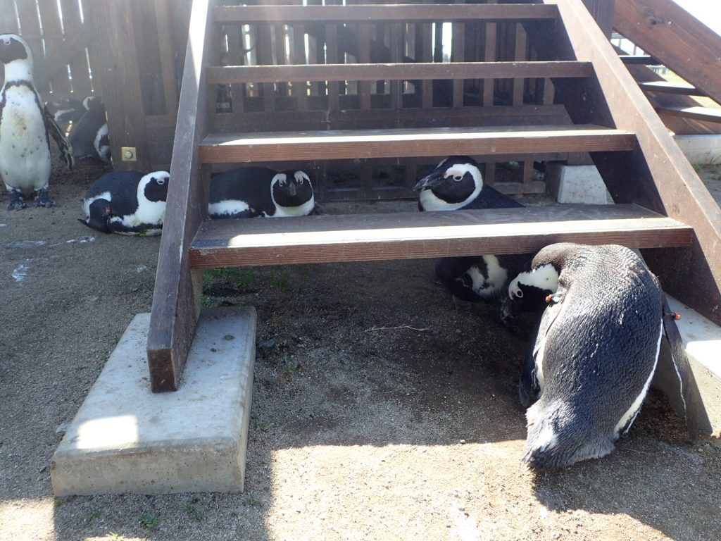 やっぱりせまいとこが好き 名古屋港水族館ホームページ 公式