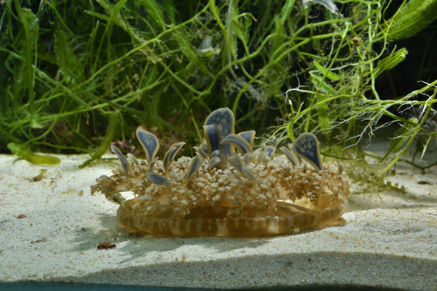 くらげなごりうむ サカサクラゲ 名古屋港水族館ホームページ 公式 くらげなごりうむ サカサクラゲ 名古屋港水族館ホームページ 公式