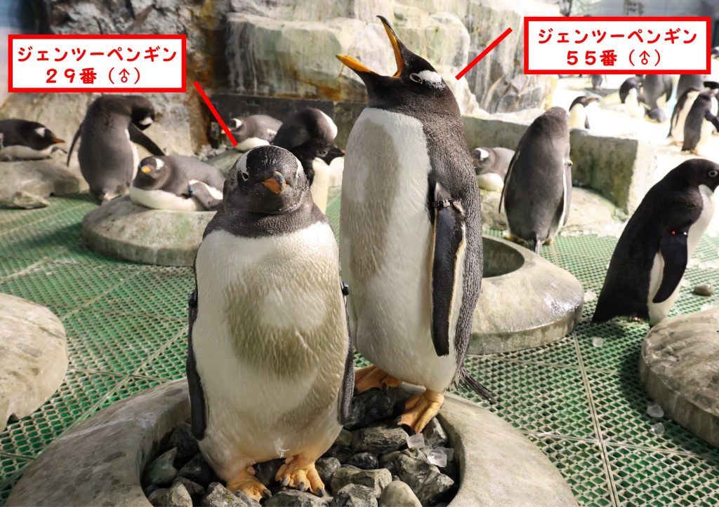 ペンギンたちの浮気 不倫調査 途中経過 名古屋港水族館ホームページ 公式