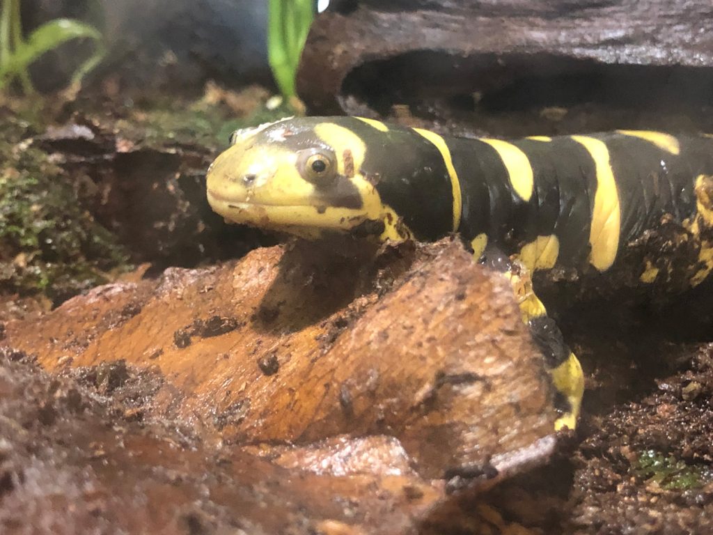 ハンターの一面 オビトラフサンショウウオ 名古屋港水族館ホームページ 公式 ハンターの一面 オビトラフサンショウウオ 名古屋港水族館ホームページ 公式