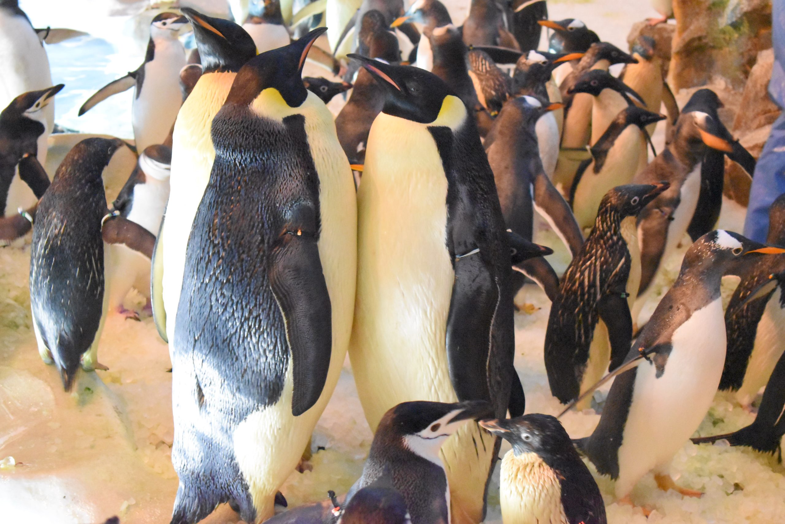 もうすぐ繁殖期 名古屋港水族館ホームページ 公式