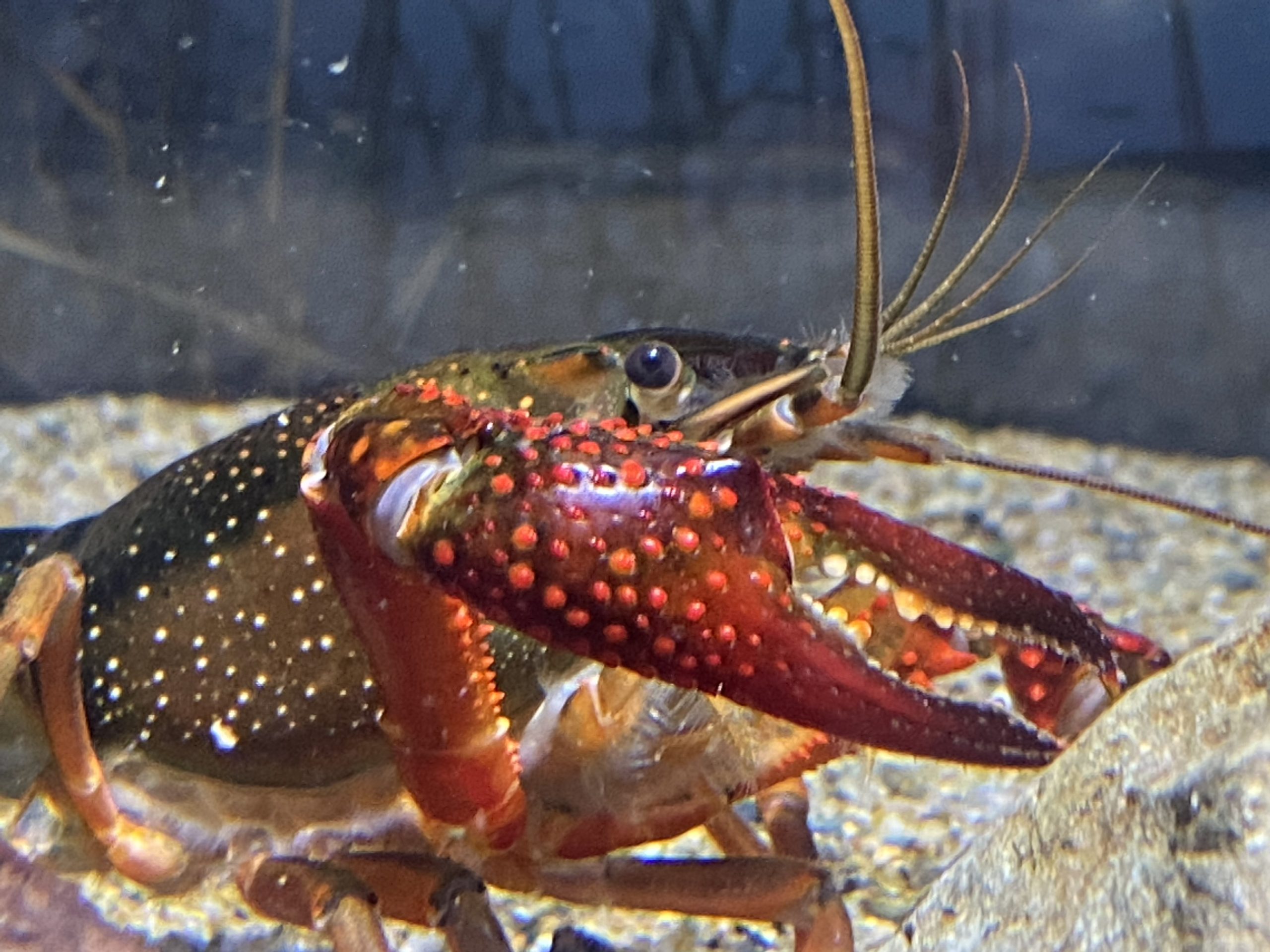 規制が始まる あのアメリカザリガニを展示中 名古屋港水族館ホームページ 公式 規制が始まる あのアメリカザリガニを展示中 名古屋港水族館ホームページ 公式