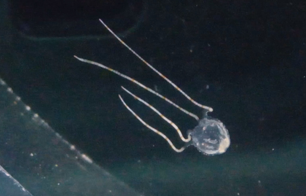 昼間はぺっちゃんこ ヒメアンドンクラゲ 名古屋港水族館ホームページ 公式