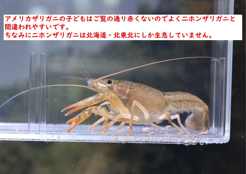 規制が始まる あのアメリカザリガニを展示中 名古屋港水族館ホームページ 公式