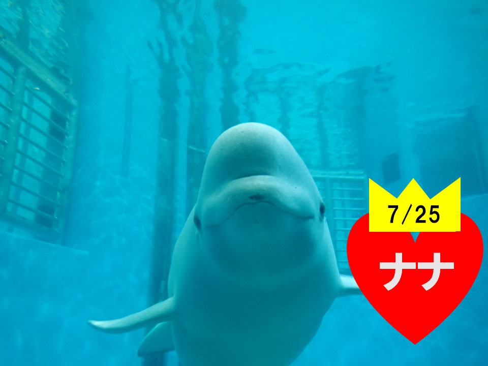 おめでとう！！｜名古屋港水族館ホームページ<公式>