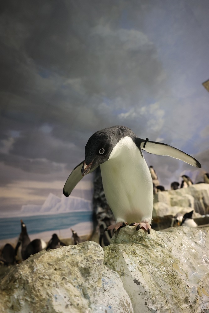 ペンギンタイムズからのお知らせ　～ペンギンのイメージは？～
