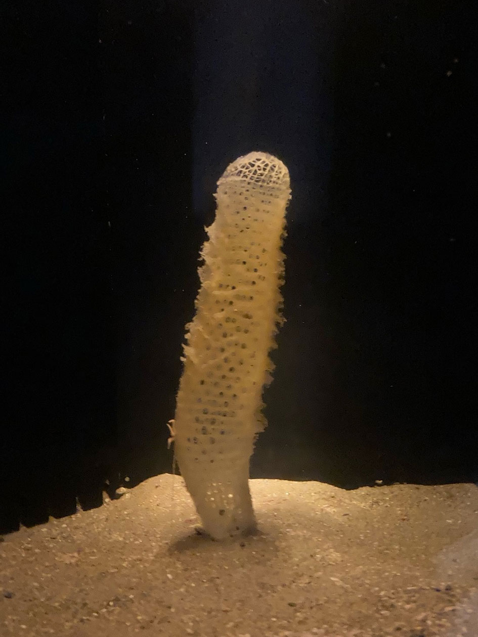 カイロウドウケツの展示を再開しました｜研究・教育｜名古屋港水族館 