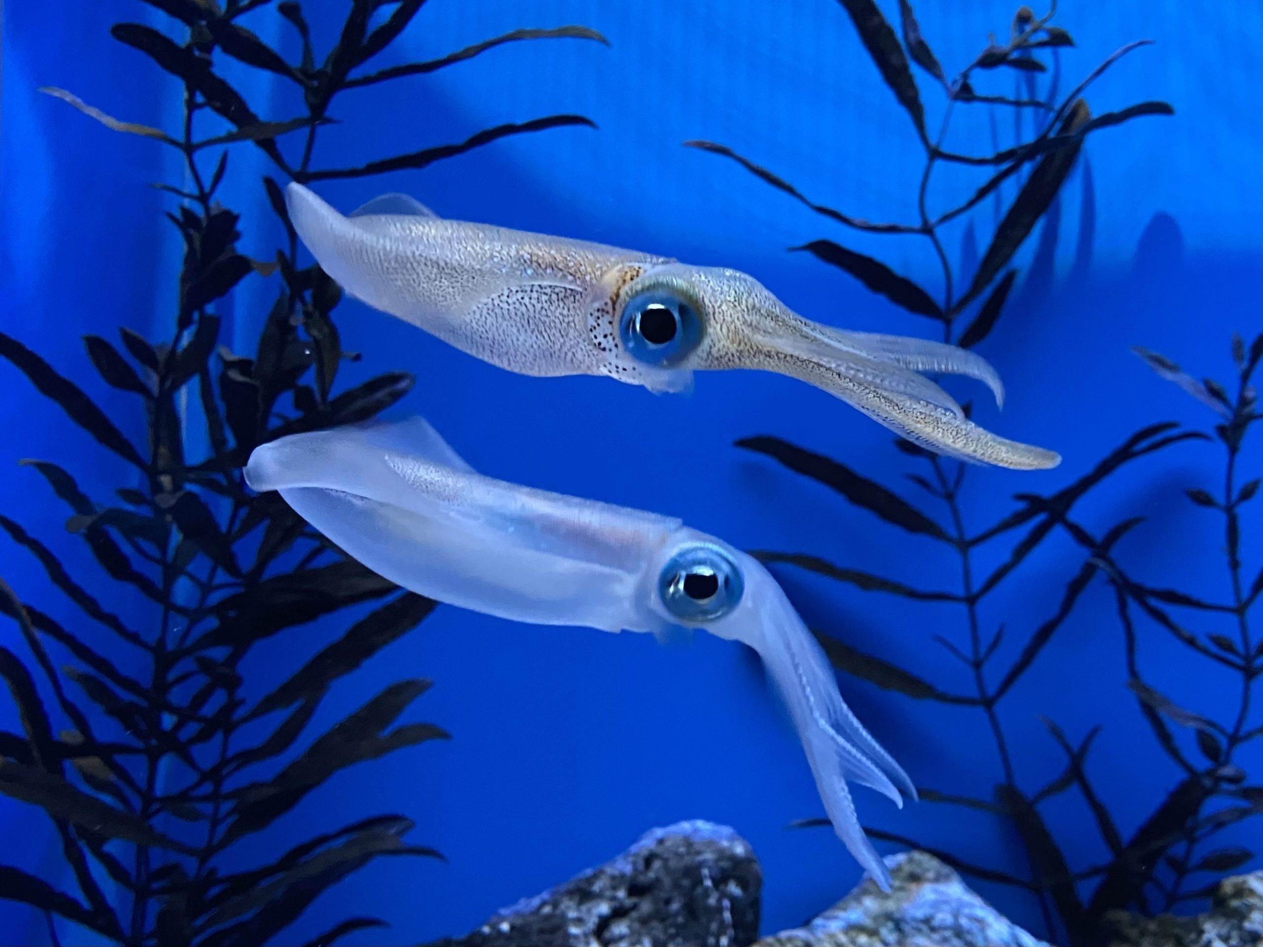 アオリイカを展示しました｜研究・教育｜名古屋港水族館ホームページ<公式>